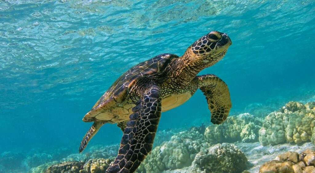 Abu Dabbab: Privater Schnorchel Ausflug – Schildkröten schwimmen