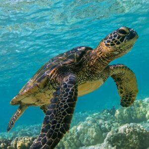 Abu Dabbab: Privater Schnorchel Ausflug – Schildkröten schwimmen