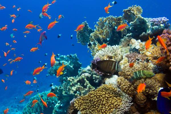 Delfinschwimmen Hurghada Delfin Tour & Schnorcheln
