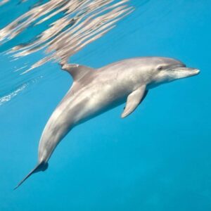 Delfinschwimmen Hurghada Delfin Tour & Schnorcheln