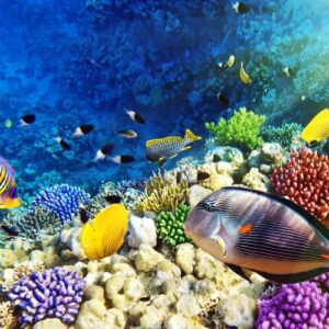 Sharm El Naga Schnorchel Ausflug
