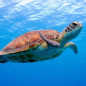 Schwimmen mit den Schildkröten in Abu Dabbab Bucht von Makadi bay