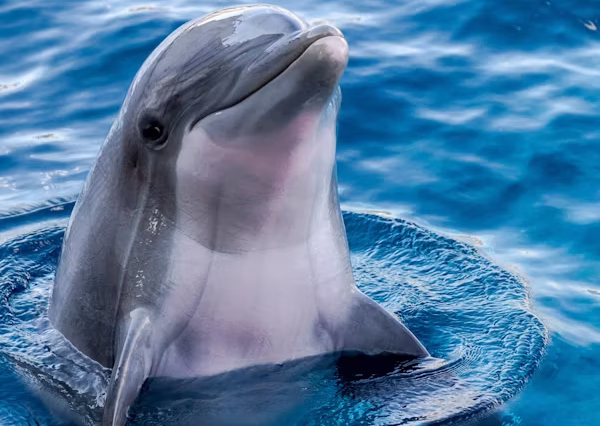 Private Delfin-Tour mit dem Speedboot nach Dolphin-House